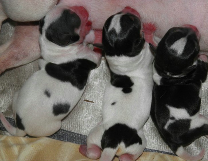 新生幼犬 新生幼犬