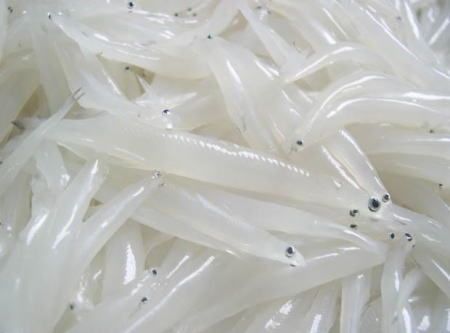 鄱阳湖银鱼