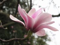 旱莲 旱莲
