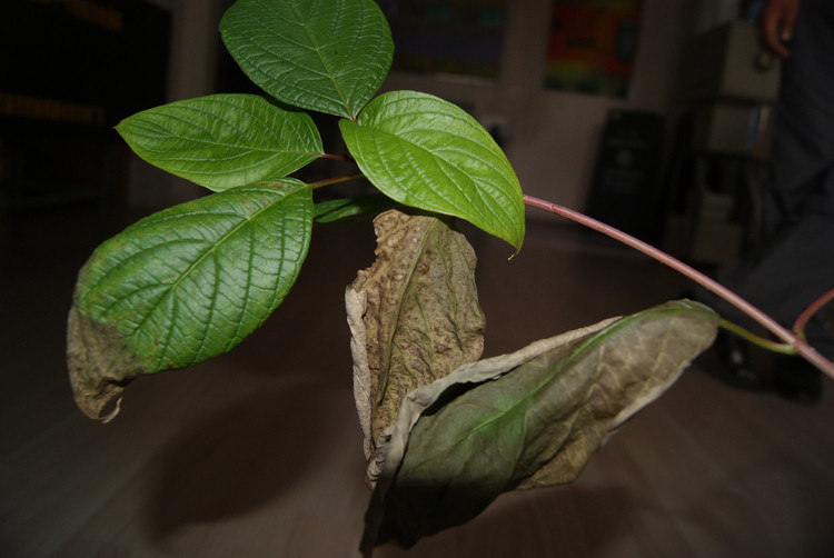 植物病害症状 植物病害症状