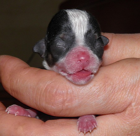 新生幼犬 新生幼犬