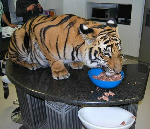 大型猫科动物在外国已经成为饲养对象