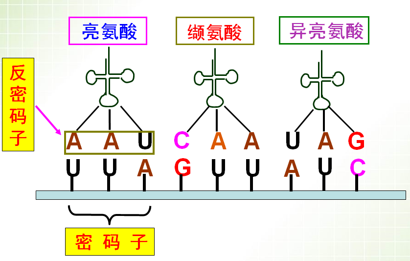 密码子 密码子