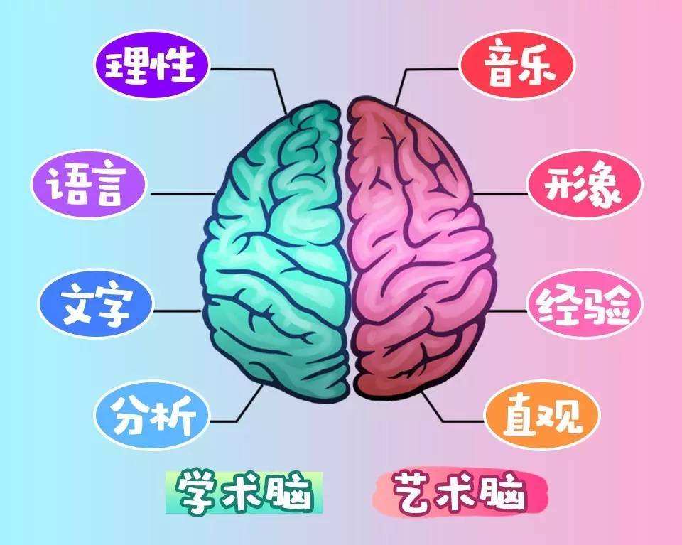 右脑潜能 右脑潜能