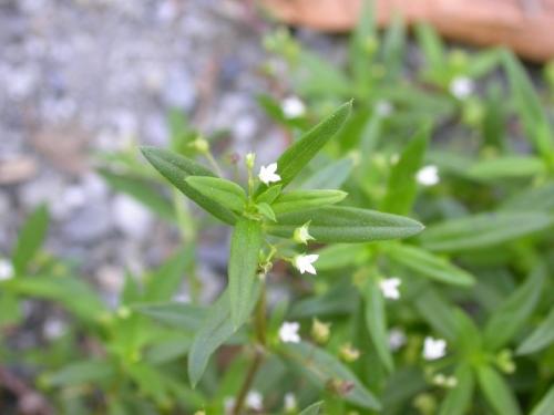 白花蛇舌草 白花蛇舌草