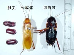 樱桃红蟑螂 樱桃红蟑螂