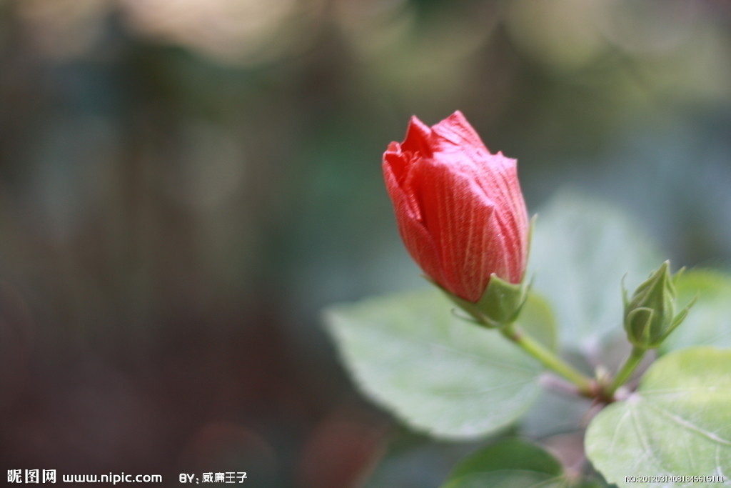 蕾 蕾