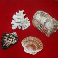 海滩贝壳 海滩贝壳