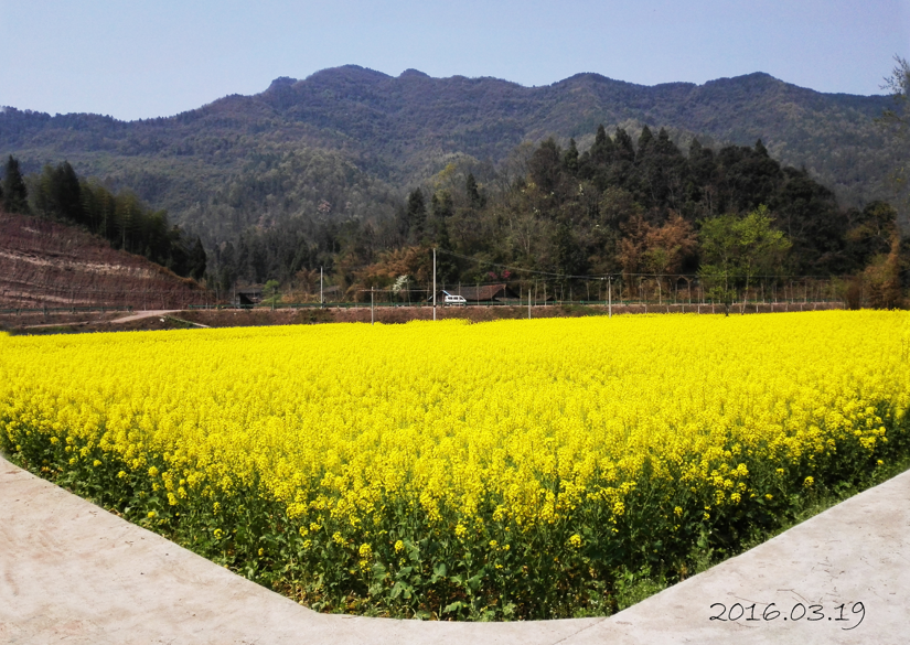 落花村-3