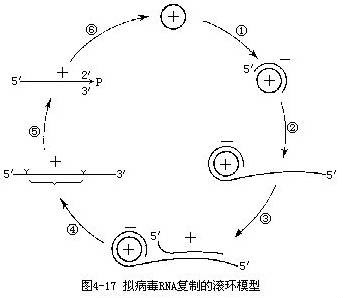 拟病毒 拟病毒