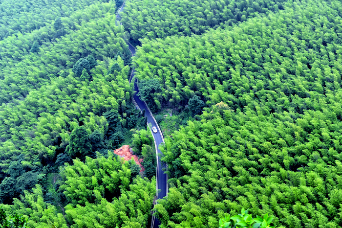 重庆茶山竹海国家森林公园(茶山竹海) 重庆茶山竹海国家森林公园(茶山竹海)