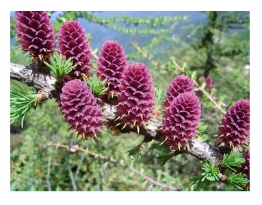陕西省西安植物园 陕西省西安植物园