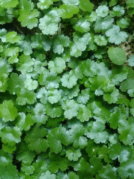 江西金钱草(中药材) 江西金钱草(中药材)