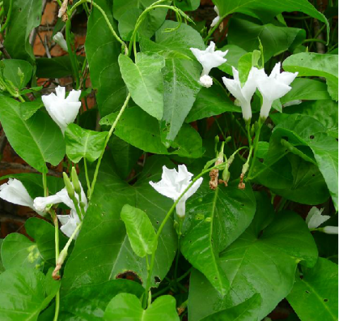 蕹菜(中药) 蕹菜(中药)