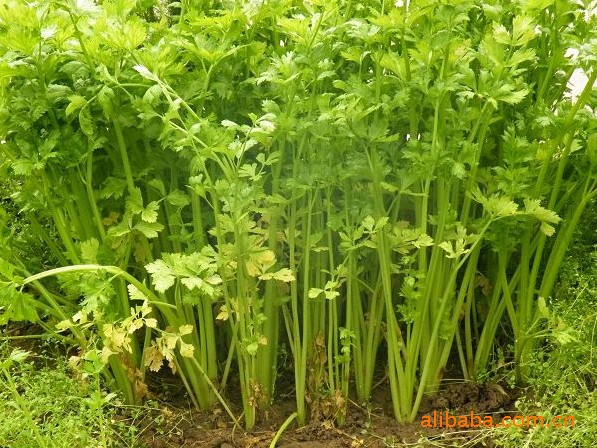 章丘鲍芹