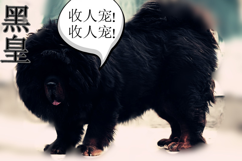 黑皇(辰东小说《遮天》中的角色) 黑皇(辰东小说《遮天》中的角色)