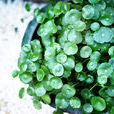 破铜钱草