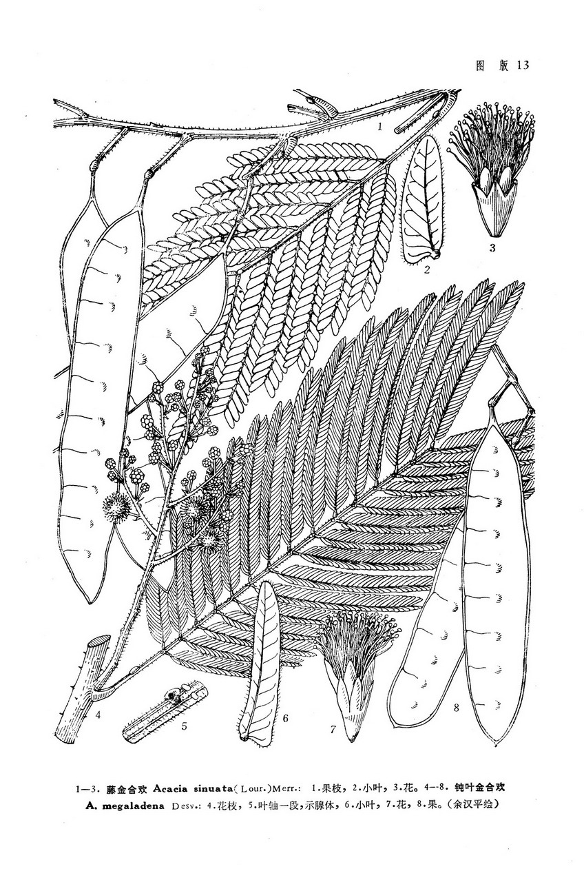 藤金合欢
