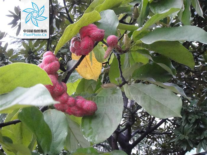 山玉兰 ( 优昙花) 山玉兰 ( 优昙花)