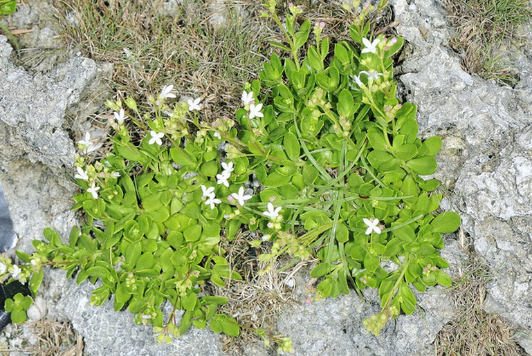 耳草属 耳草属