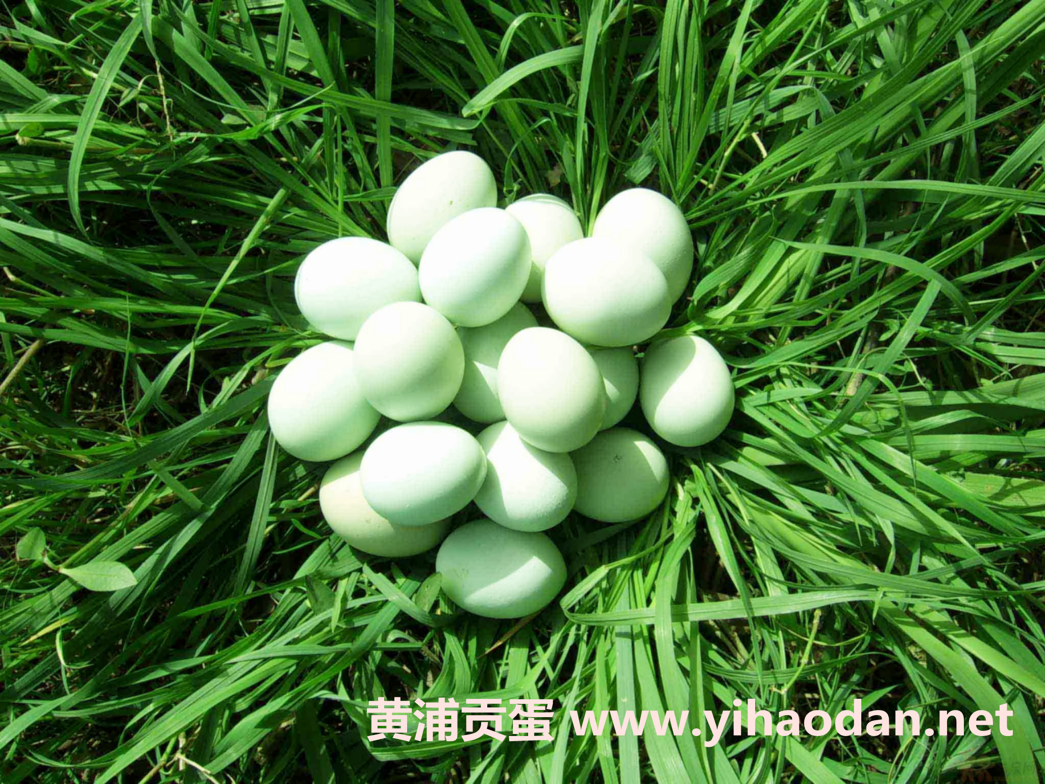 黑羽乌骨鸡蛋 黑羽乌骨鸡蛋