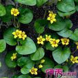 金钱草(报春花科的一种植物) 金钱草(报春花科的一种植物)