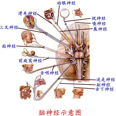 脑神经 脑神经