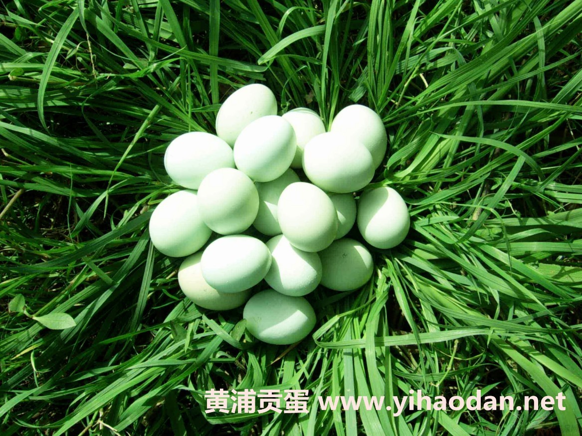 黑羽乌鸡 黑羽乌鸡