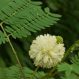 银合欢(豆科植物) 银合欢(豆科植物)