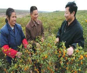 合市镇-葡萄基地