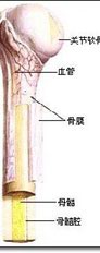 疲劳性骨膜炎