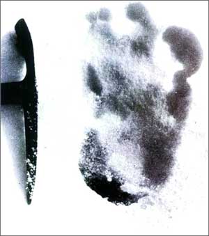 西普顿拍摄的雪人脚印