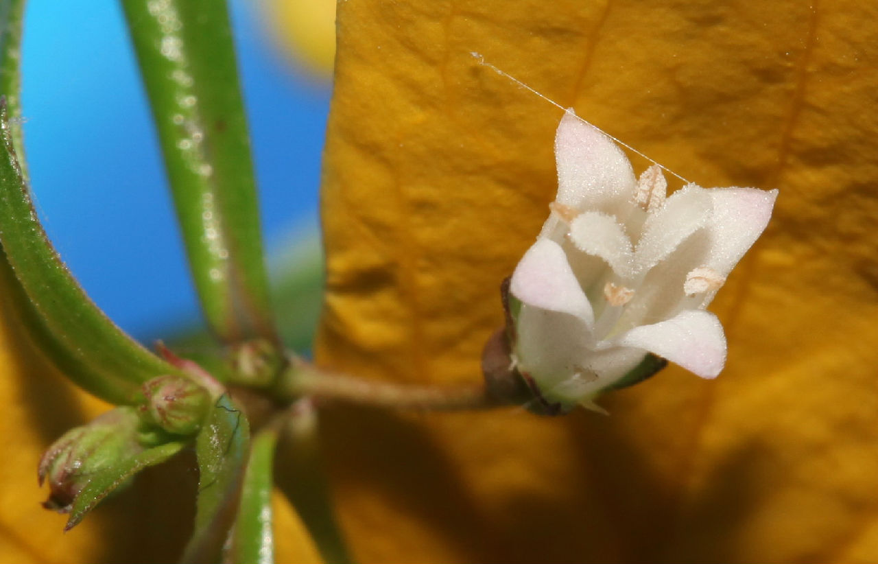 花色洁白 花色洁白