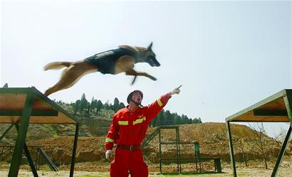 功勋犬 功勋犬