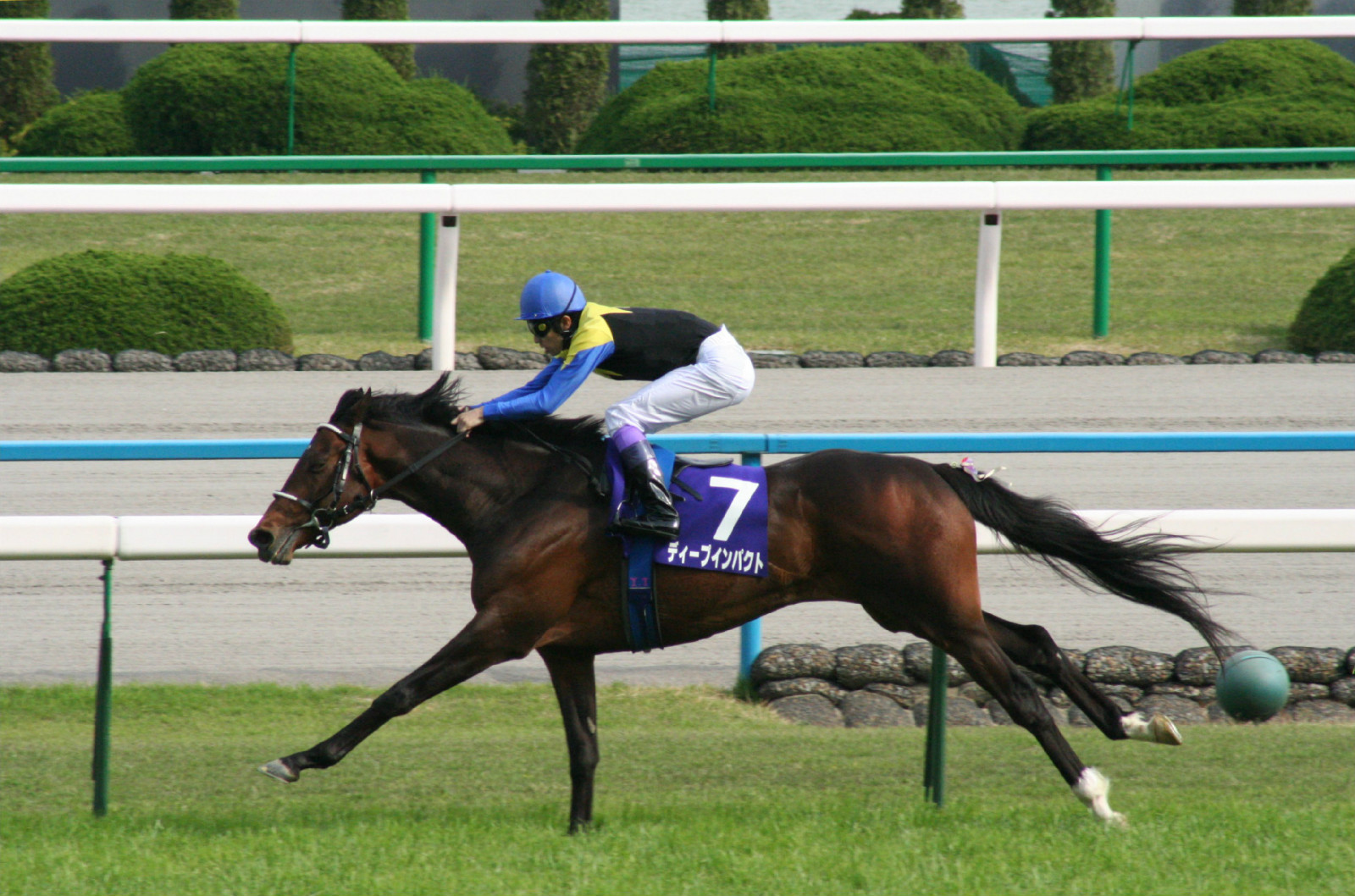 大震撼(2002年诞生日本纯种竞赛马匹)