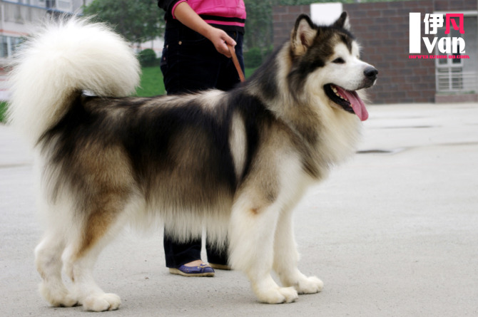 凡熙犬舍 凡熙犬舍