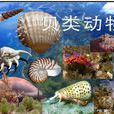 贝类动物 贝类动物