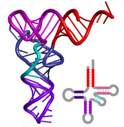 tRNA tRNA