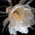 优昙花诗 优昙花诗