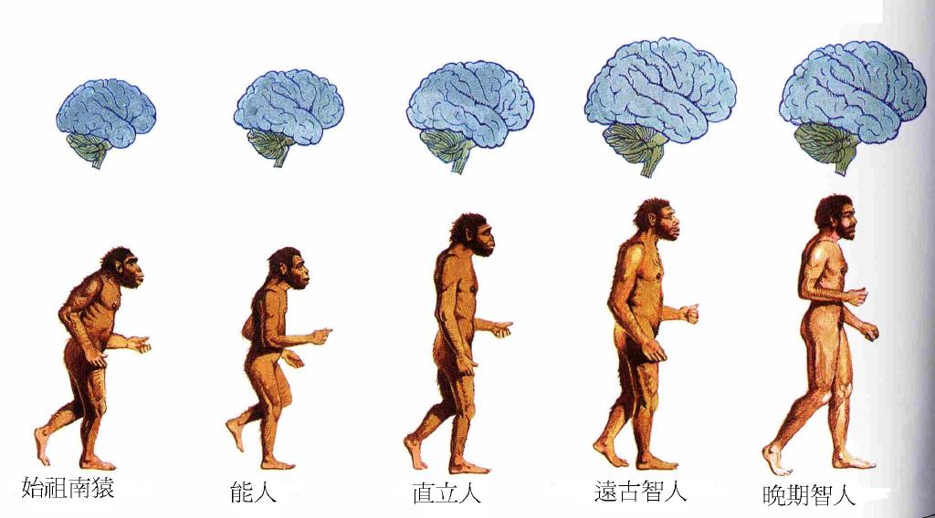 人类行为