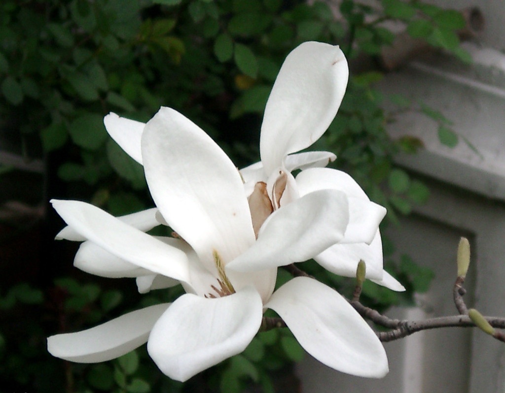 白玉兰花茶 白玉兰花茶