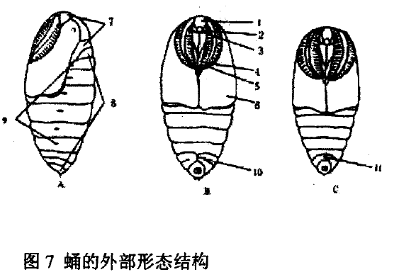 蛹 蛹