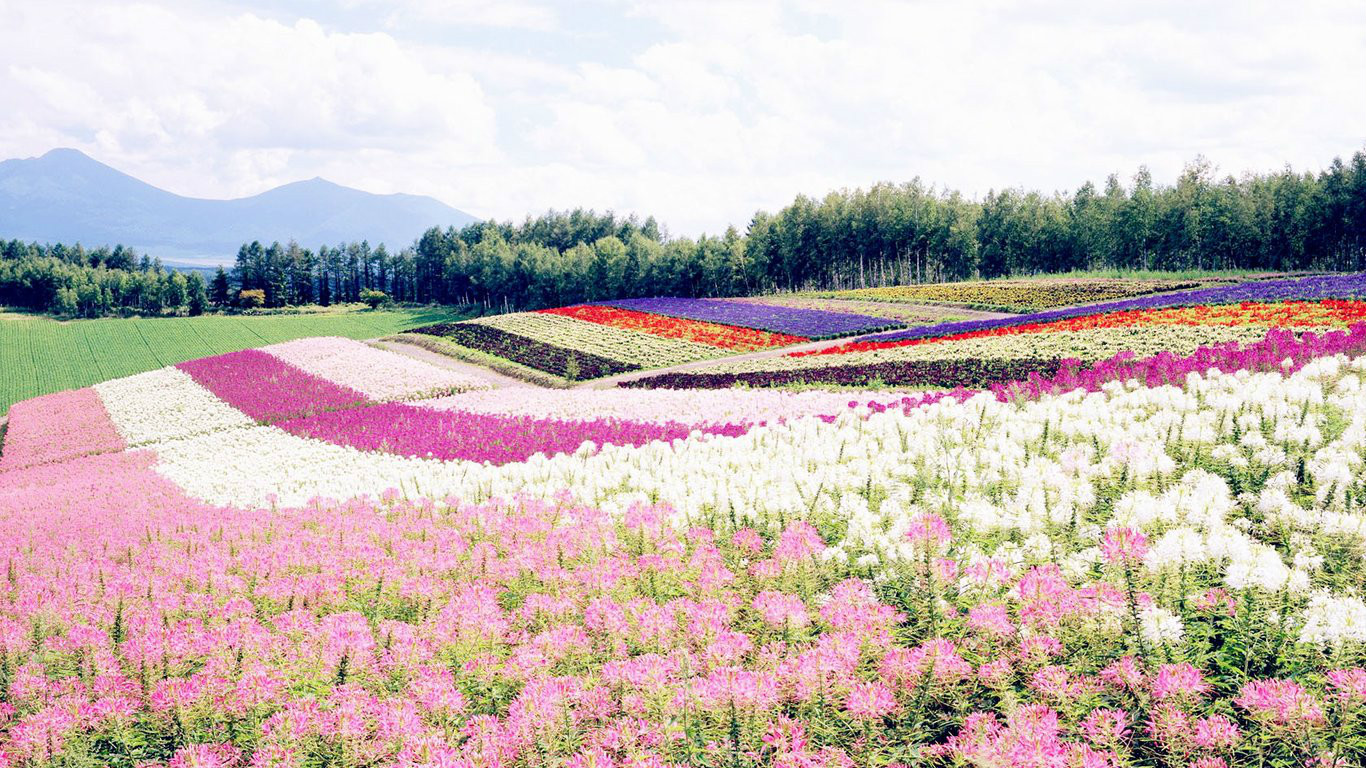 山区花园 山区花园