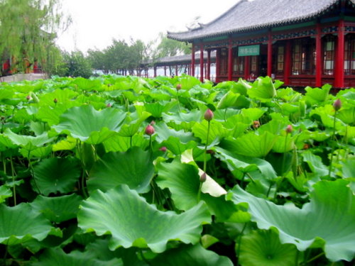 大明湖荷花