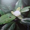 夜合(植物名称) 夜合(植物名称)