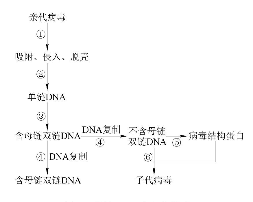 单链DNA病毒的複製 单链DNA病毒的複製