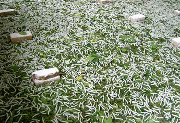 桑蚕 桑蚕