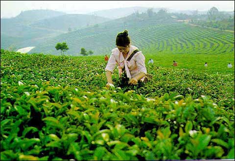 蒙洱茶 蒙洱茶