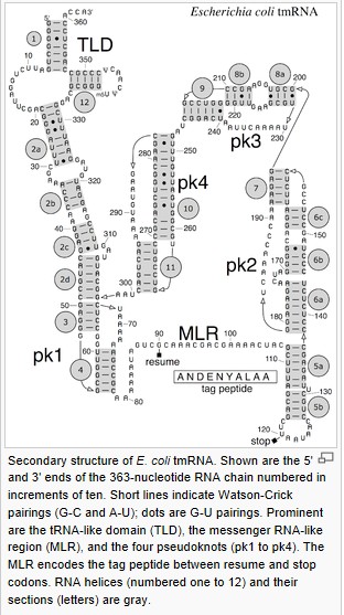 转运-信使RNA 转运-信使RNA