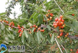 张格庄镇 张格庄镇